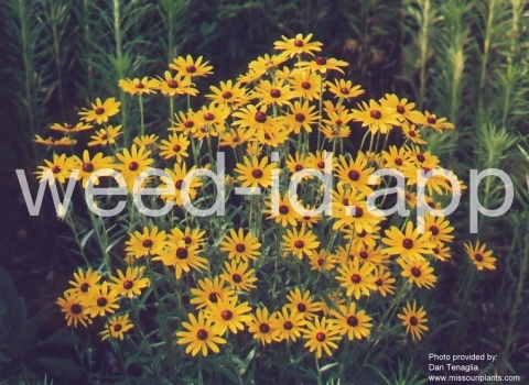 blackeyed-Susan